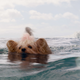 Swim, little doggie, swim.